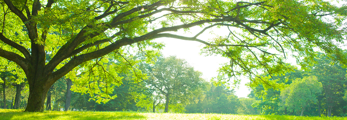 Statement on the Tapanuli orangutan and Martabe gold mine | Jardine