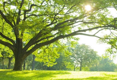 Sustainability | Jardine Matheson